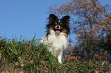 EPAGNEUL PAPILLON 130